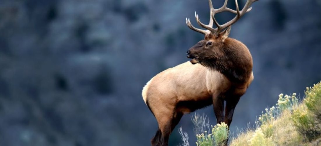 bull elk3qtrright